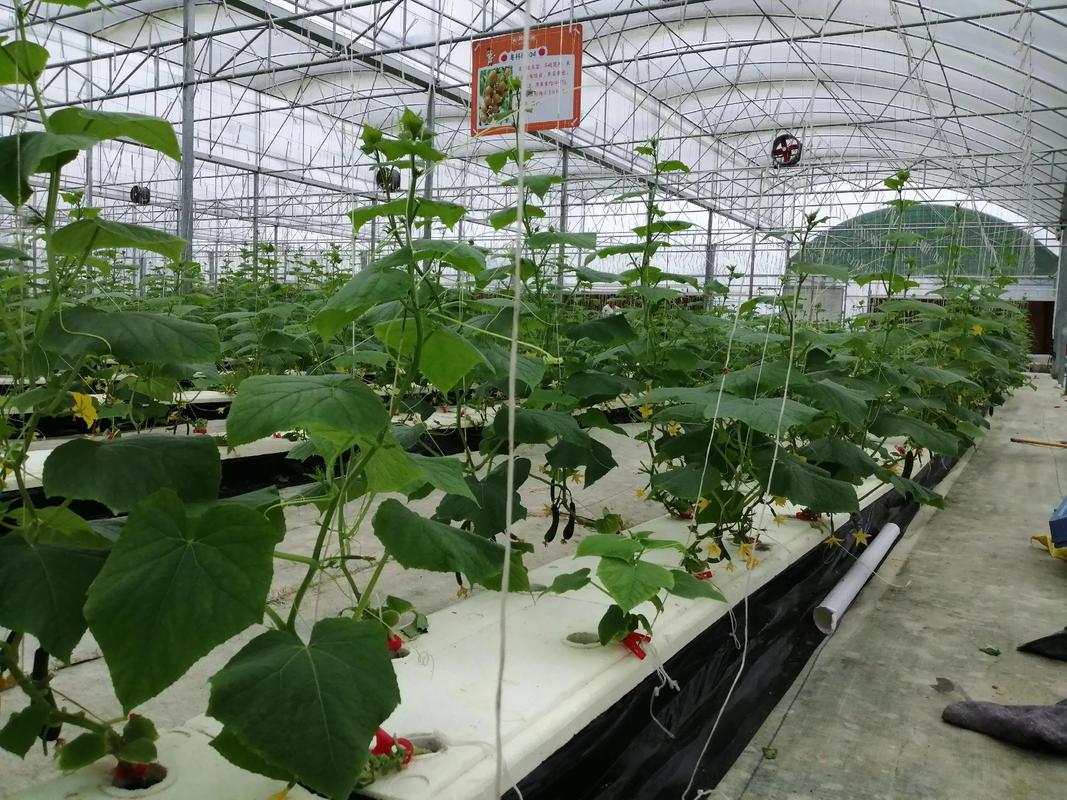 甜蜜采摘正當時 天貓蔬菜瓜果種植服務助您嘗鮮水果青瓜
