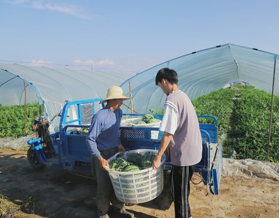 商城縣 果蔬飄香產業旺，繪就鄉村振興新畫卷