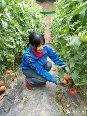 靜海禾晟蔬菜園 在泥土芬芳中，重拾記憶里的老味道