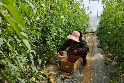 汝南縣張樓鎮 零距離服務“菜園子”，助力村民鼓起“錢袋子”