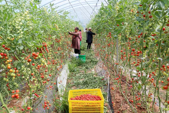 訂單農業助力增收，柏樹鄉蔬菜瓜果種植采摘服務鋪就致富路