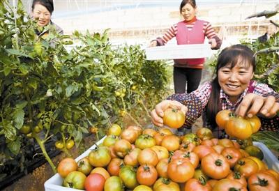 水果番茄 新晉甜心，引爆市民餐桌的蔬菜新寵