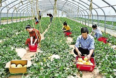 甜蜜豐收季 慶城老莊村興偉合作社瓜棚引客來