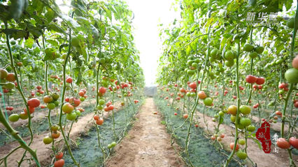 千城百縣看中國丨河北廣宗 “大棚經濟”賦能鄉村振興，蔬果飄香采摘樂