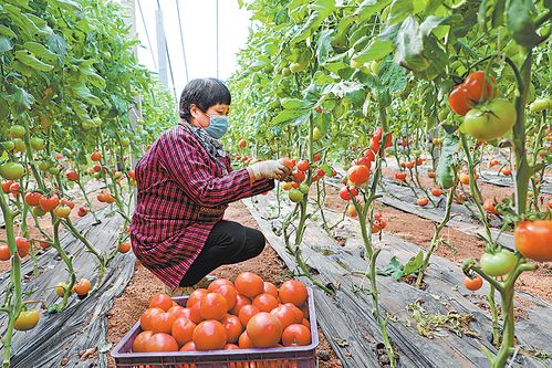 保障“菜籃子”不斷檔 防疫背景下的蔬菜瓜果種植與采摘服務(wù)新模式