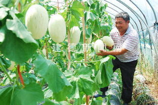 立體種植新模式 瓜果飄香效益高，采摘服務(wù)助增收
