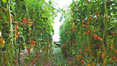巴彥淖爾市 番茄豐收“珠玉滿棚” 蔬菜瓜果種植采摘服務(wù)助農(nóng)增收