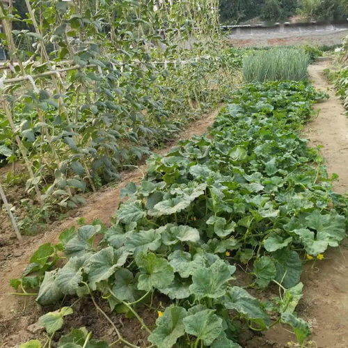精播細(xì)種，靜候豐收 為您心中的最美小菜園投下寶貴一票