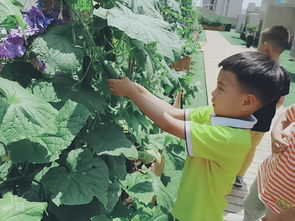 市委機(jī)關(guān)幼教集團(tuán)紅璽臺園 快樂種植園，采摘?dú)g樂多