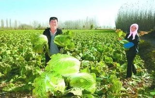豐收季，周末帶孩子來這里 DIY手指蔬菜采摘與田園種植體驗