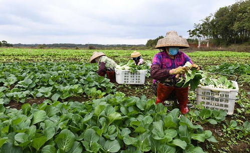 采摘蔬菜、擴大供應量——“蔬菜瓜果種植基地”如何助力秋季購銷高峰期