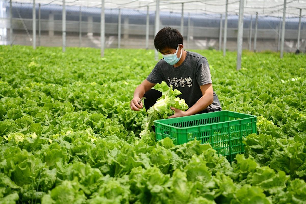 蔬菜基地的綠色魅力 種植與采摘服務全解析